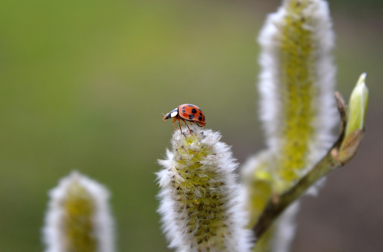 学業運気を上げるためのお守りと天使人形の効果は？